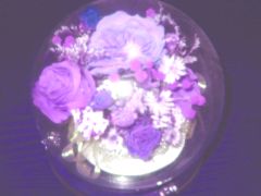 purple rose