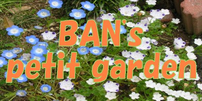 BAN's petit garden